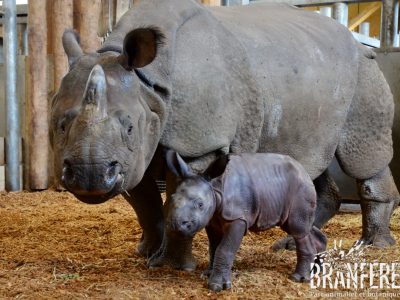 Branféré - Rhinocéros indien